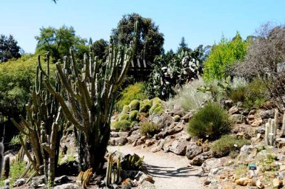 Desert Blooms & Succulents