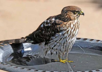 Cooper's Hawk and Bathtime