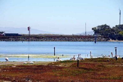 Bodega Bay  & The Sonoma Coast