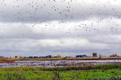 Delta geese away from shotguns