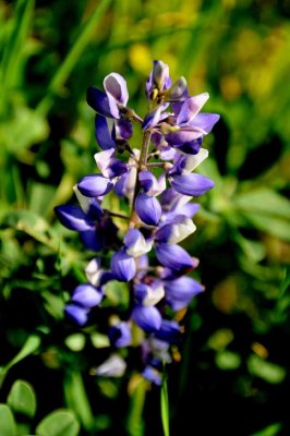 Wildflowers of Mt. Diablo