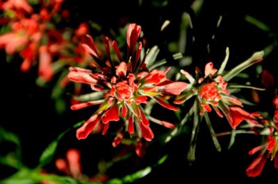 Wildflowers of Mt. Diablo