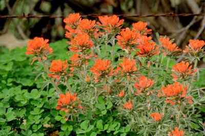 Wildflowers of Mt. Diablo