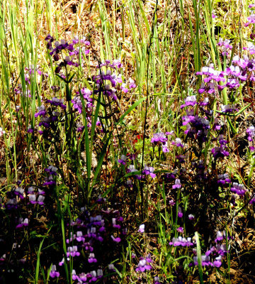 Wildflowers of Mt. Diablo