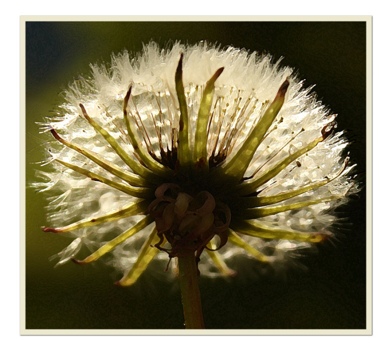Dandelion Seed Head