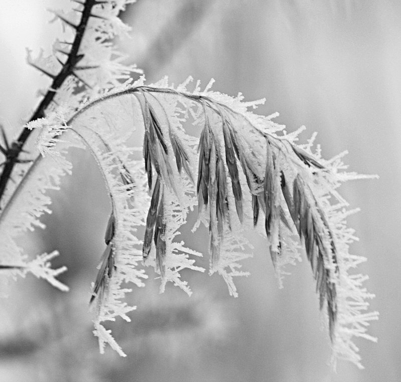 Frosted grass2_BW.jpg