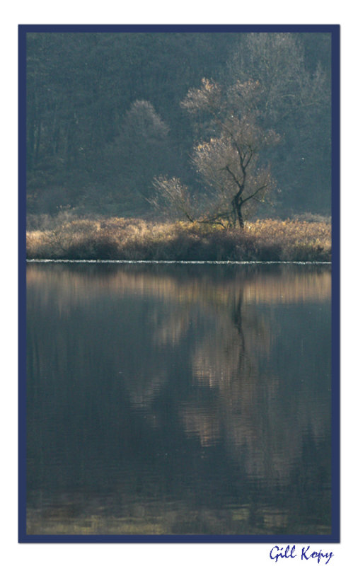 Fall Tree Reflection.jpg