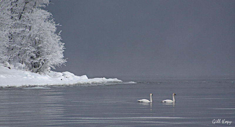 Winter swans.jpg