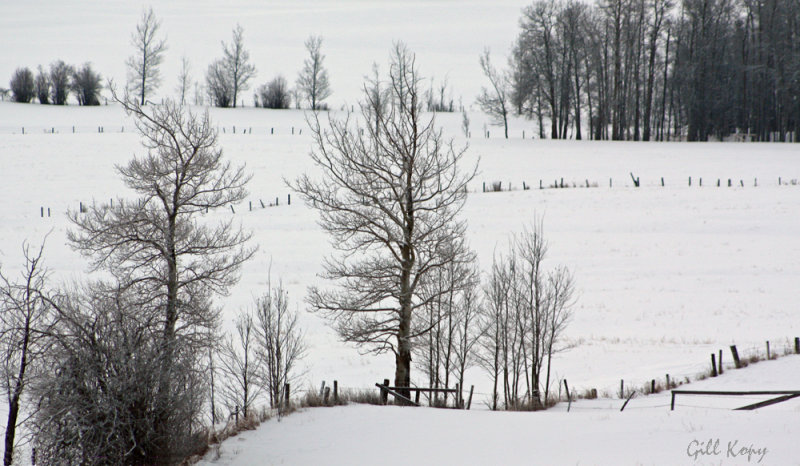 Snow Fields6.jpg