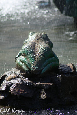Frog on a rock.jpg