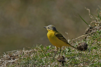 Motacilla flava beema