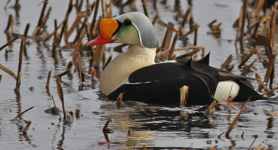 King Eider