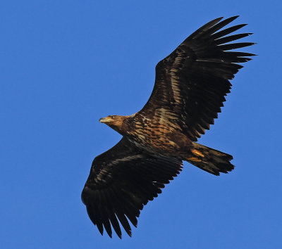 White-tailed Eagle 2K Tby