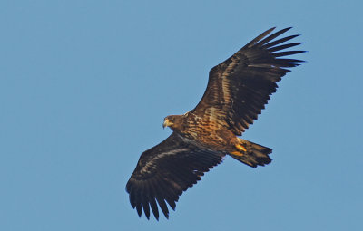 White-tailed Eagle 2k Tby