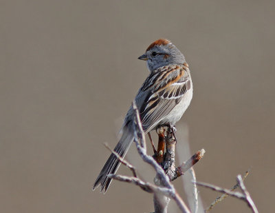 American Tree Sparrow 