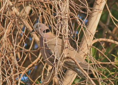 African Mourning Dove  