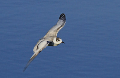 Whiskered Tern 