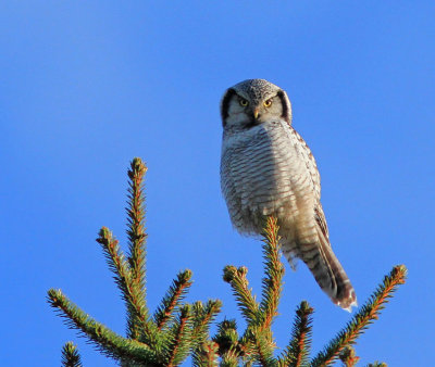 Norhern Hawh Owl