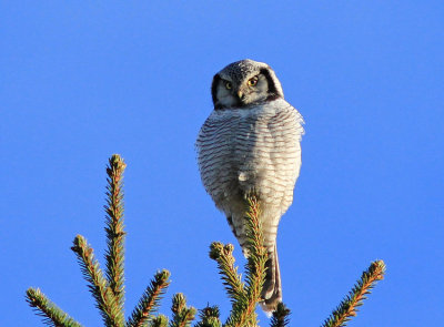 Norhern Hawk Owl