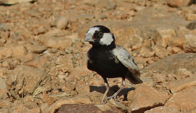 Black-crowned Sparrow-lark