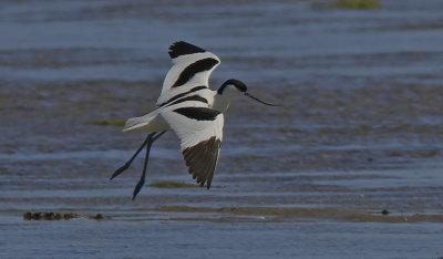 Pied Avocet