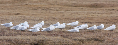 Iceland Gull