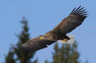 White.tailed Eagle 