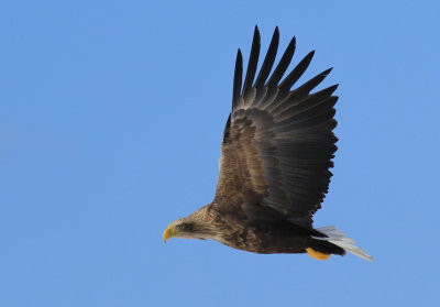 White-tailed Eagle 