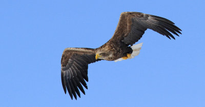 White-tailed Eagle 