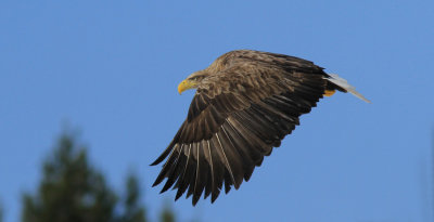 White-tailed Eagle 