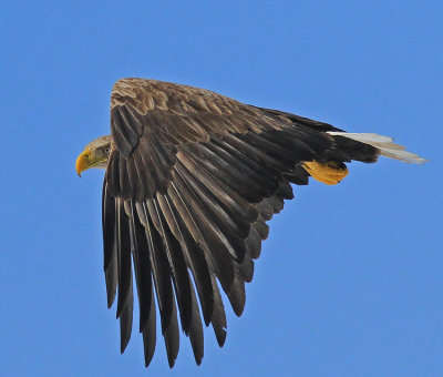 White-tail Eagle 