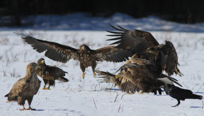 White-tailed Eagle 