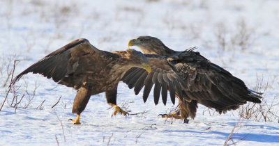 White-tailed Eagle 