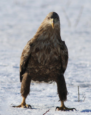 White-tailed Eagle