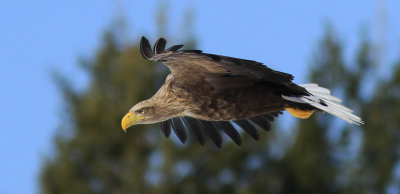 White-tailed Eagle 