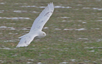 Snowy Owl