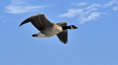 Canada Geese