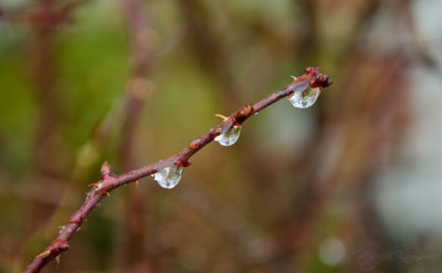 || Water Drops ||