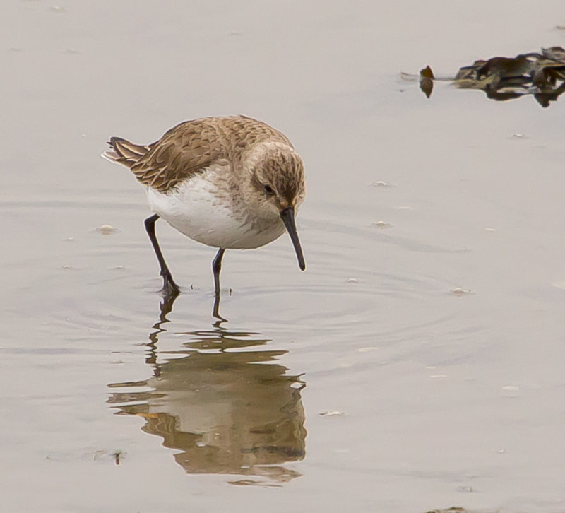 Dunlin