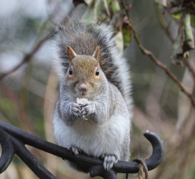 Squirrel