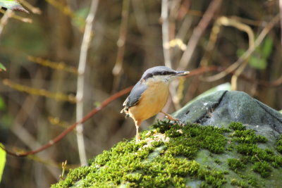 Nuthatch