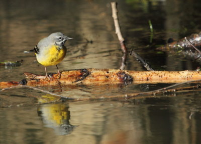 Grey Wagtail