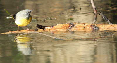 Grey Wagtail
