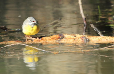 Grey Wagtail