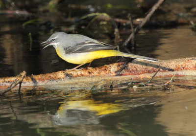Grey Wagtail