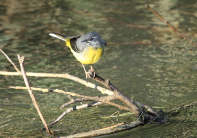 Grey Wagtail