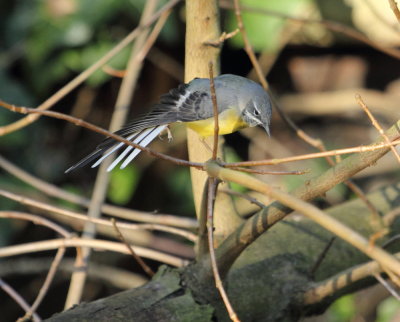 grey_wagtail