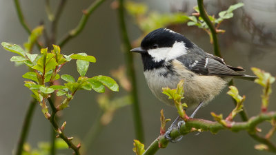 Coal tit