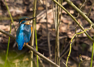 kingfisher