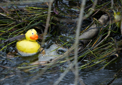 A bathtub escapee on the river